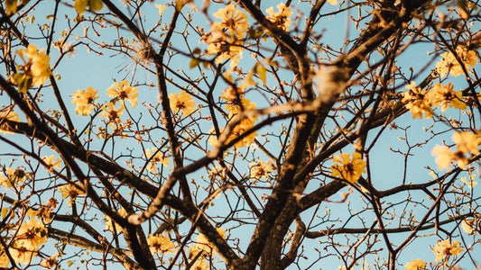 Solbari Blog: The importance of protecting your skin during autumn